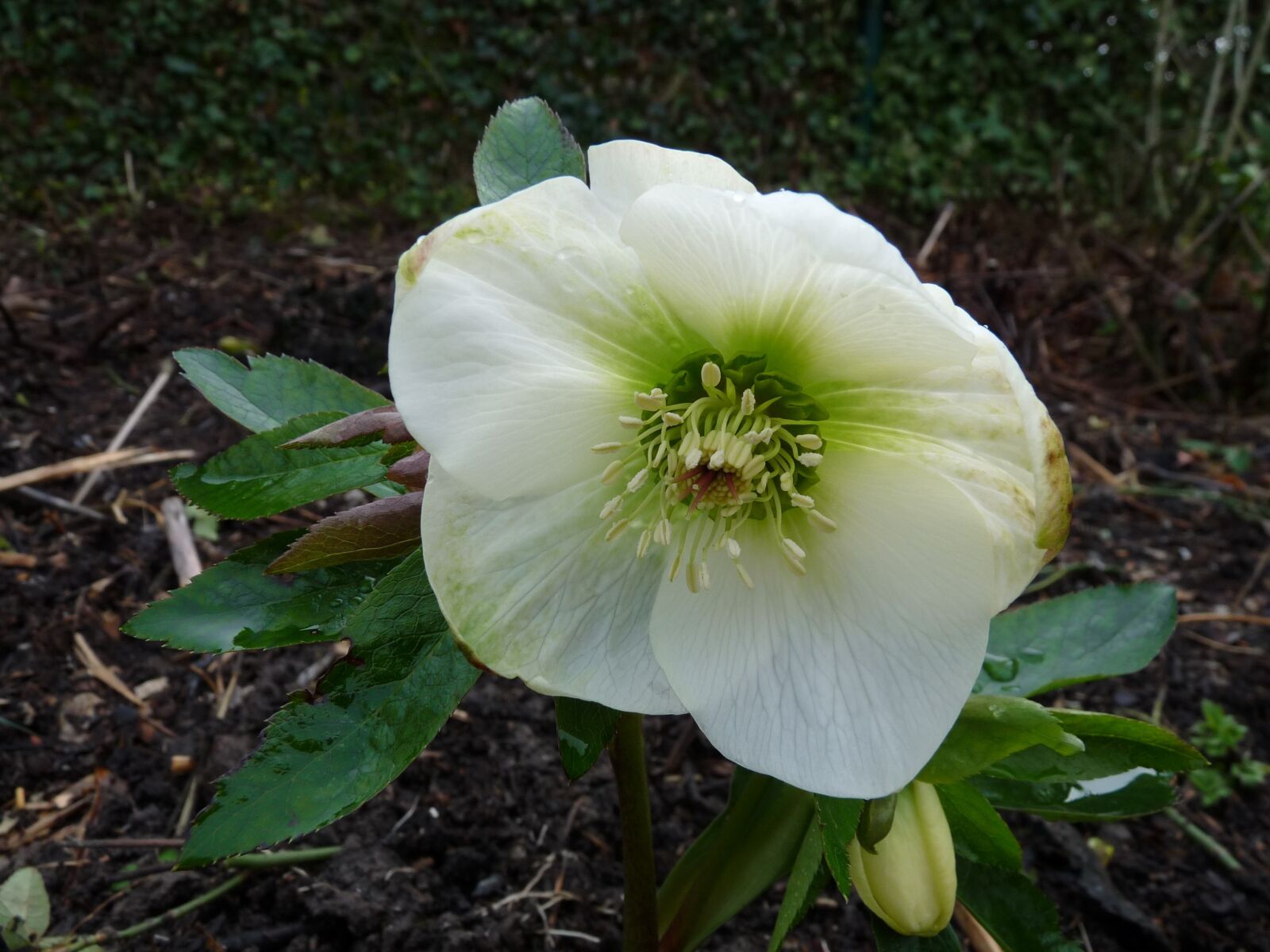 Panasonic Lumix DMC-FZ28 sample photo. Christmas rose, flower, hanging photography