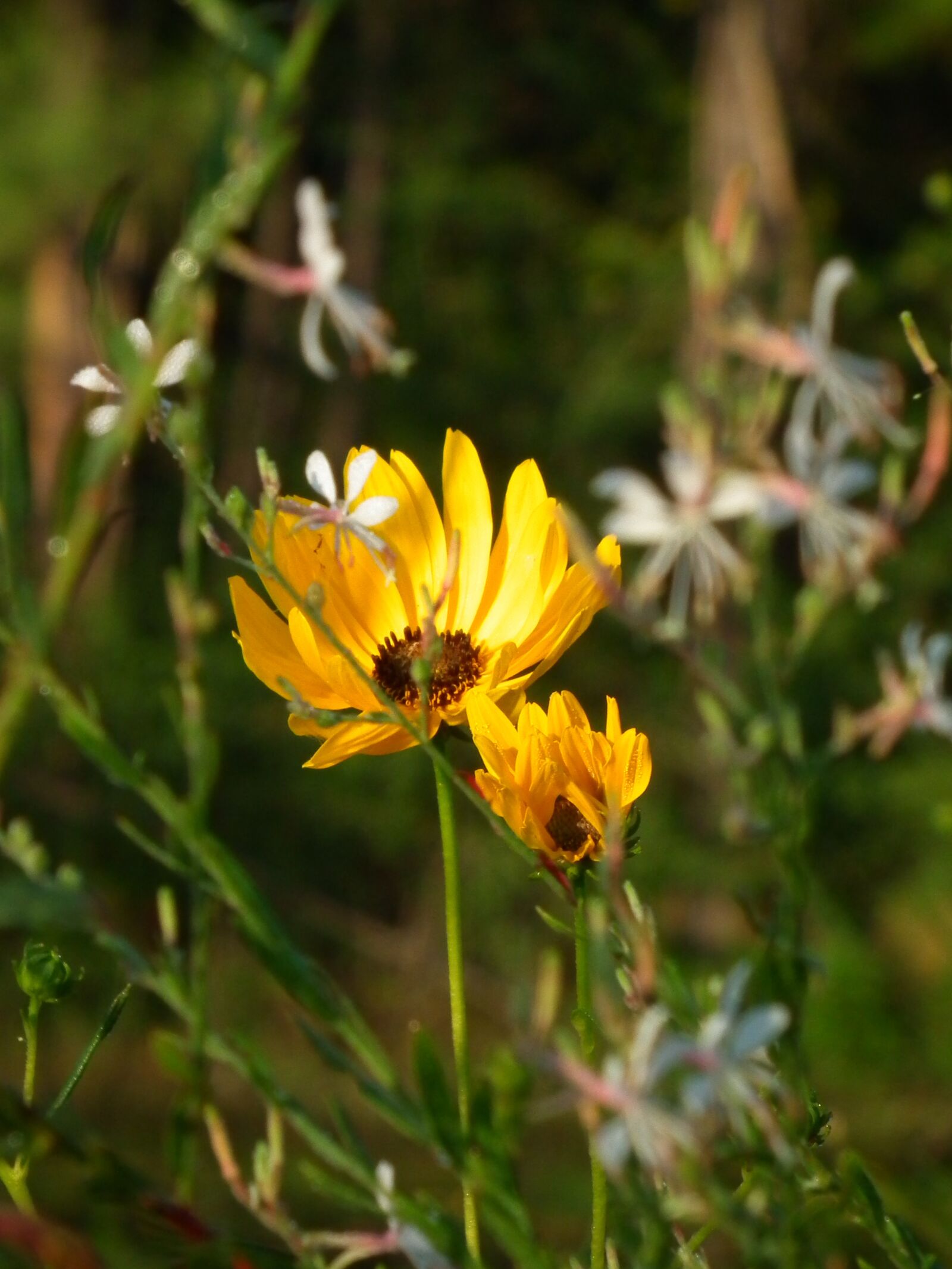 FujiFilm FinePix HS10 (FinePix HS11) sample photo. Wildflowers, nature, outdoors photography