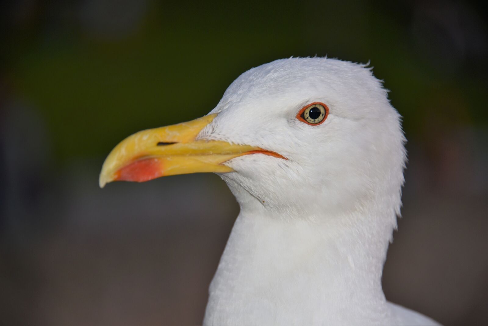 Nikon D810 sample photo. Seagull, bird, sea ​​bird photography