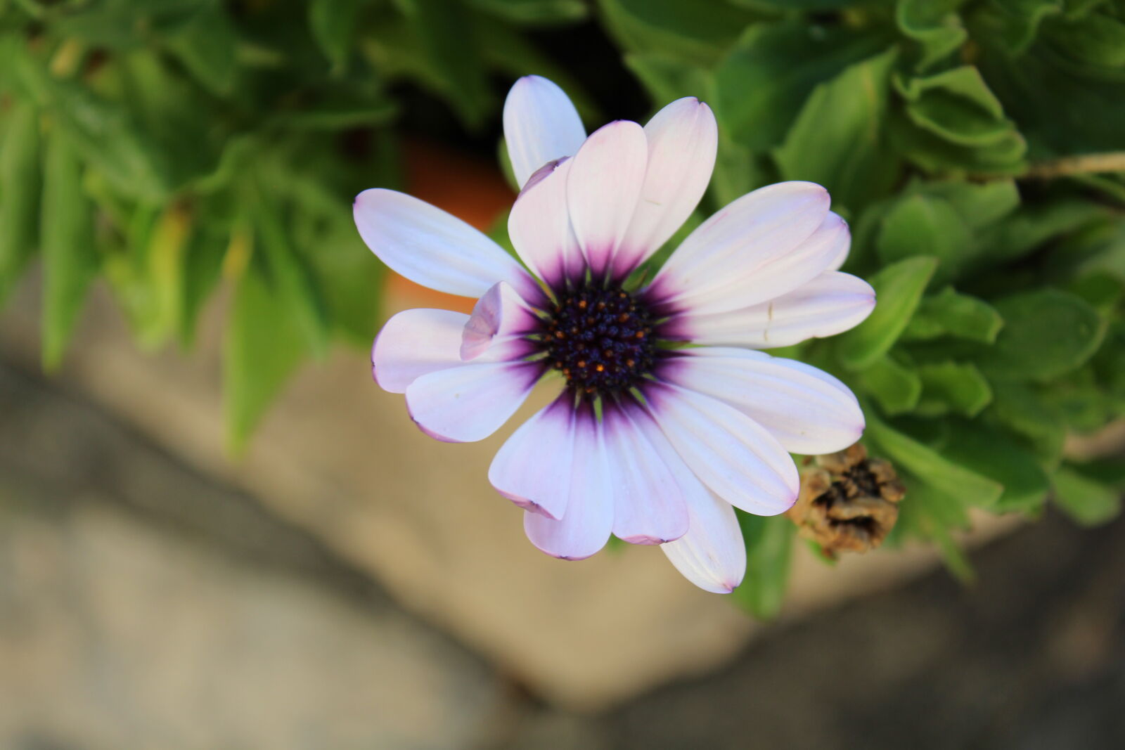 Canon EOS 1200D (EOS Rebel T5 / EOS Kiss X70 / EOS Hi) sample photo. Beautiful, flowers, cyprus, flower photography