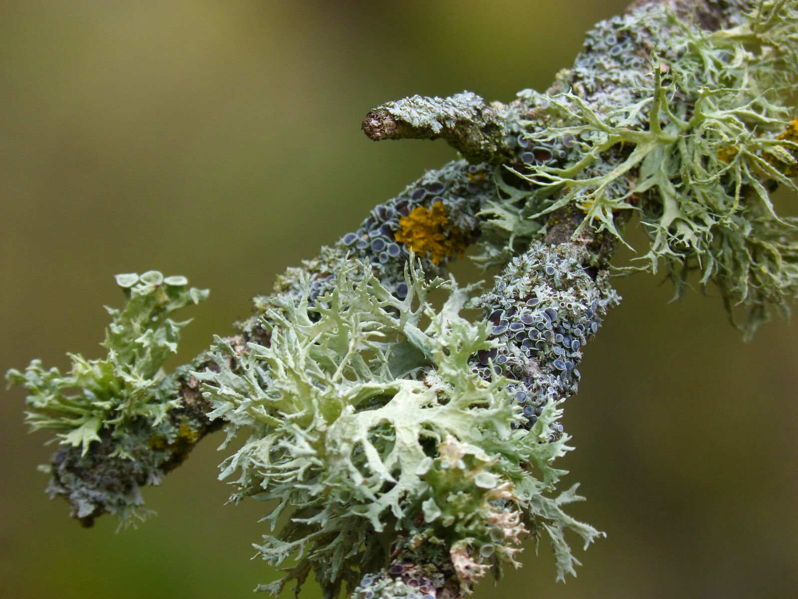 Panasonic DMC-FZ62 sample photo. Branch, lichen, lichens photography