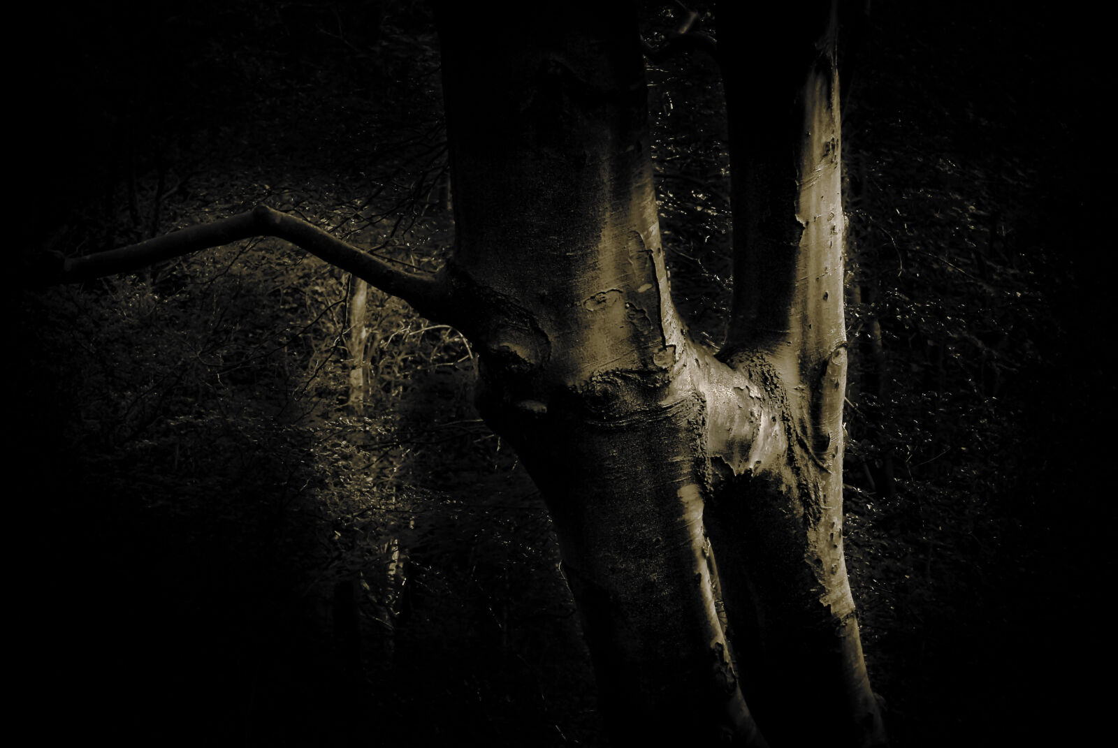Nikon D80 sample photo. Tree photography