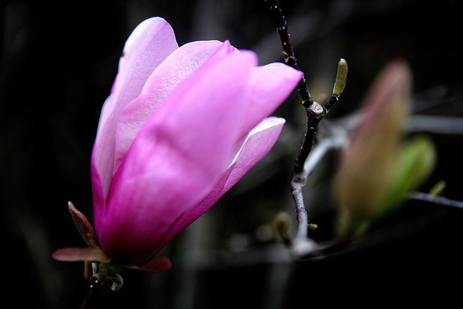 Canon EOS 60D sample photo. Magnolia, flowers, pink photography