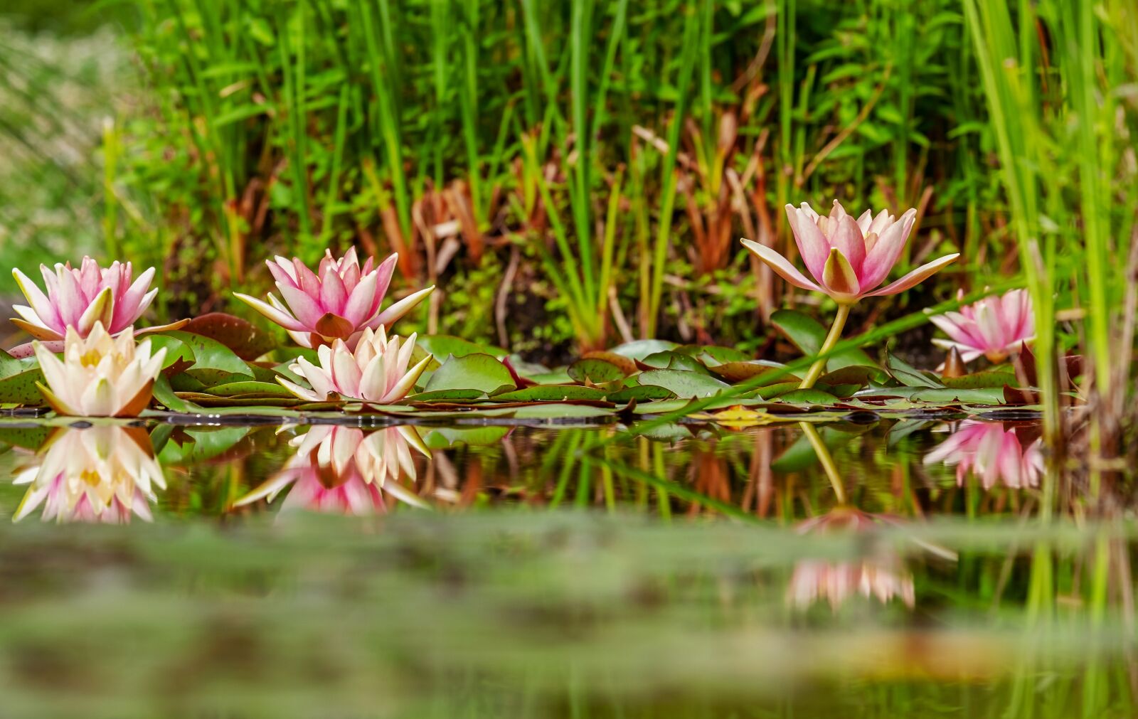 Fujifilm XF 55-200mm F3.5-4.8 R LM OIS sample photo. Water lilies, nuphar, bloom photography