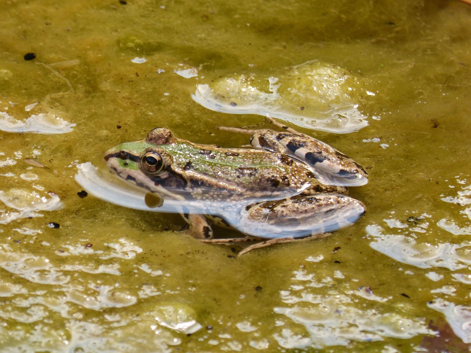 Panasonic DMC-FZ62 sample photo. Frog, green frog, pond photography