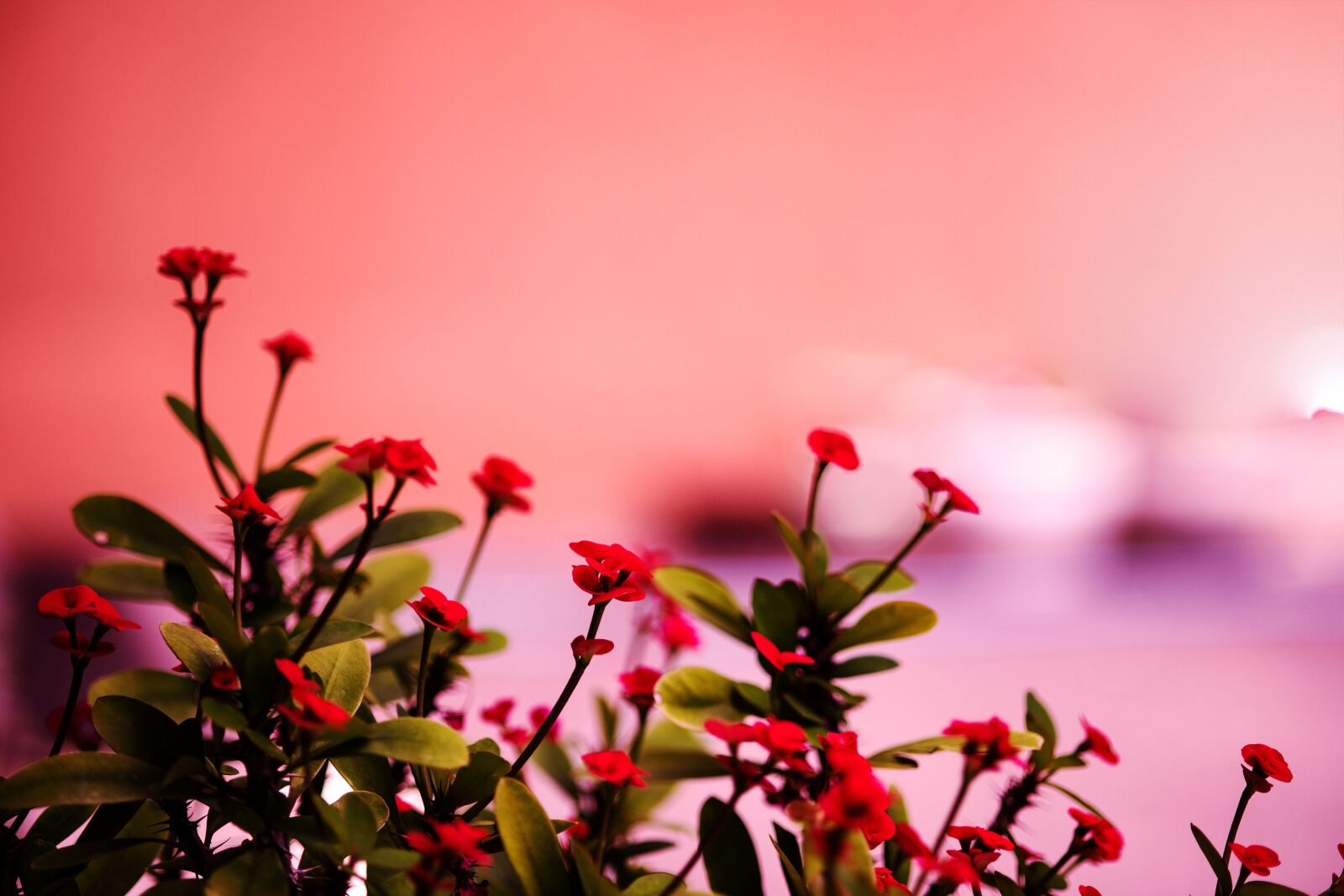 Nikon D850 sample photo. Flowers, cactus, plants photography