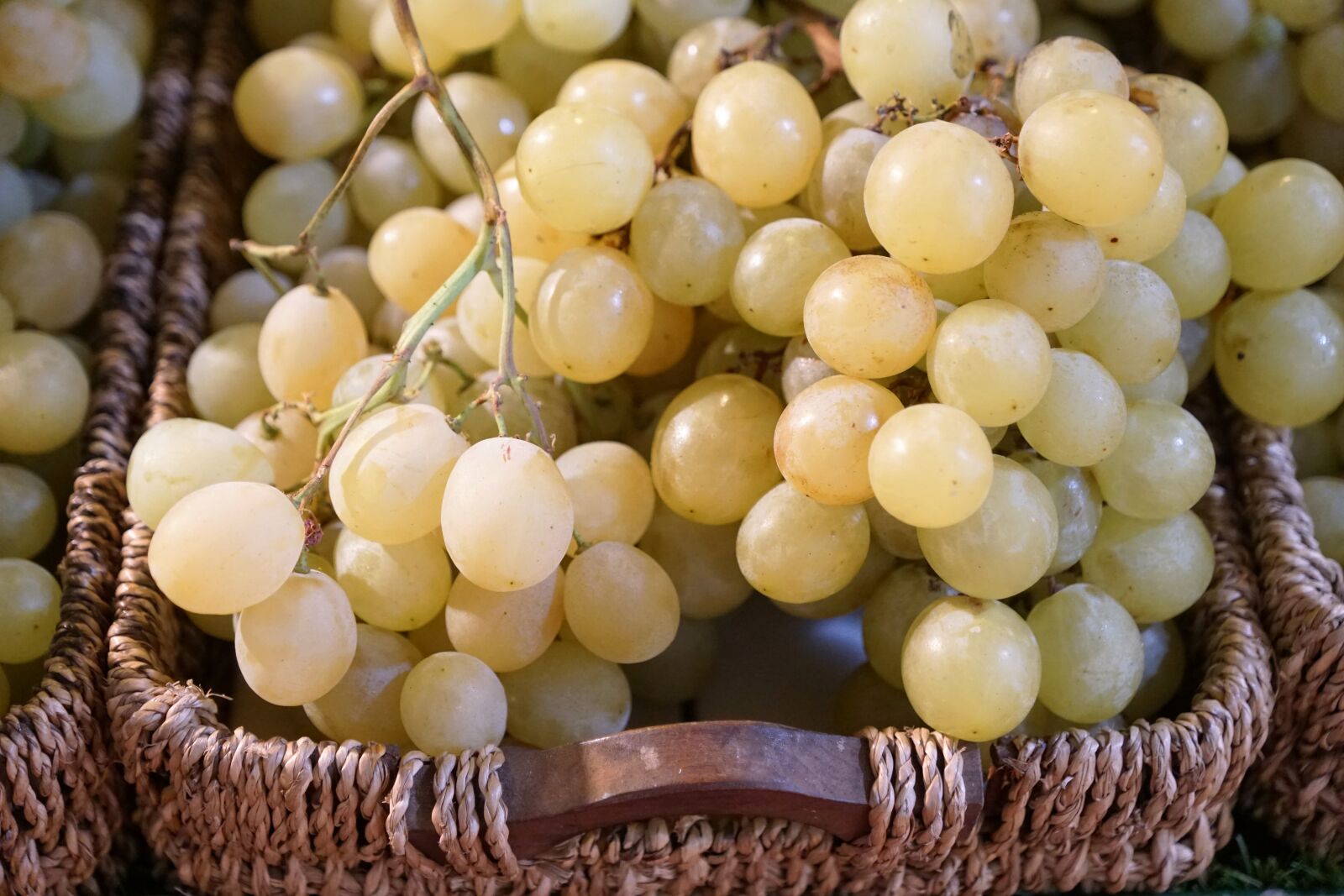 Sony ILCA-77M2 + Sony DT 16-50mm F2.8 SSM sample photo. Grapes, wine, vine photography