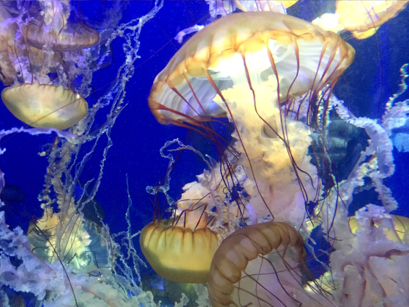 Sony Alpha DSLR-A100 sample photo. Jellyfish, fish, sea life photography