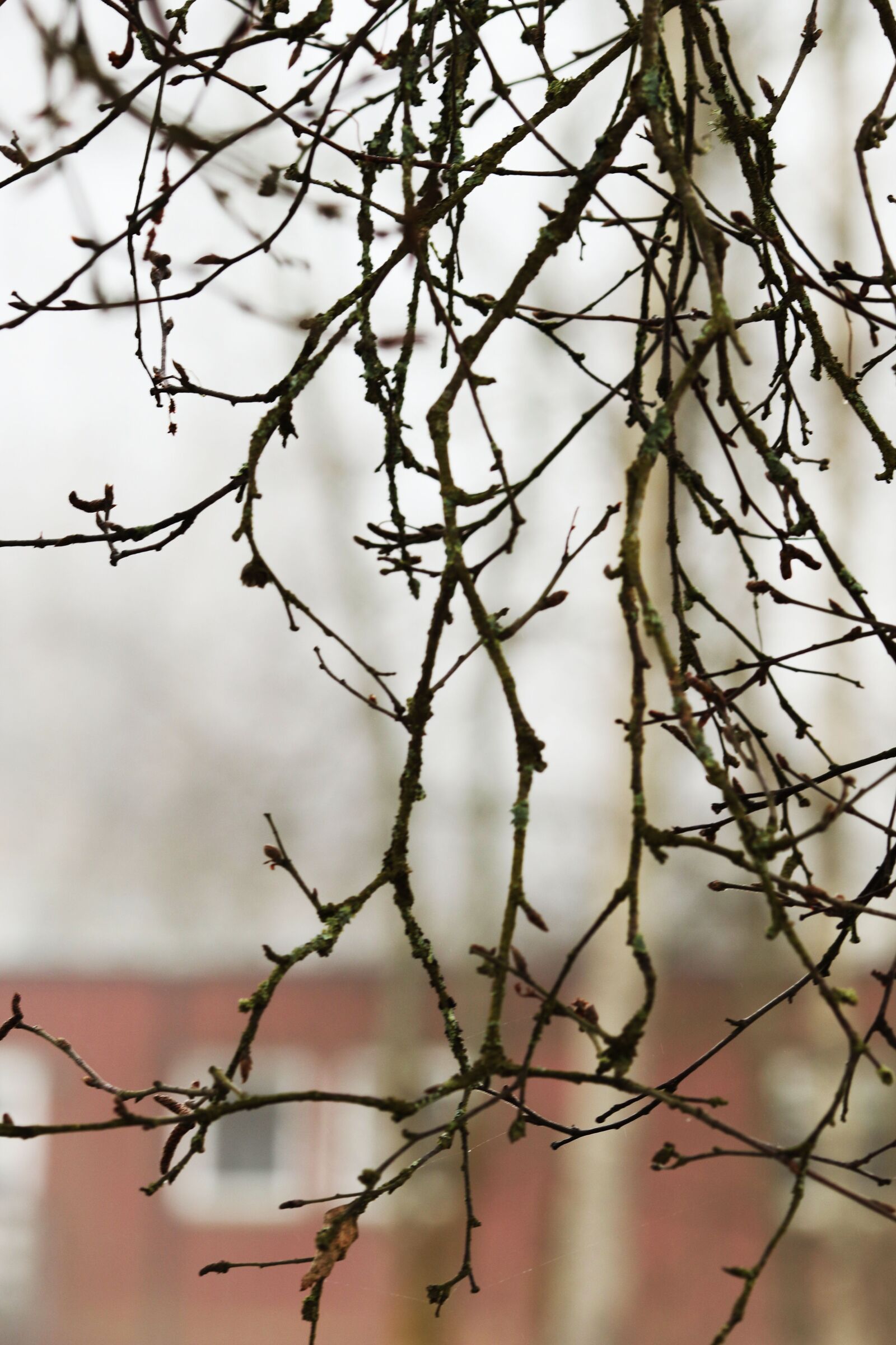 Canon EOS 7D Mark II + Canon EF 135mm F2L USM sample photo. Tree, nature, branch photography