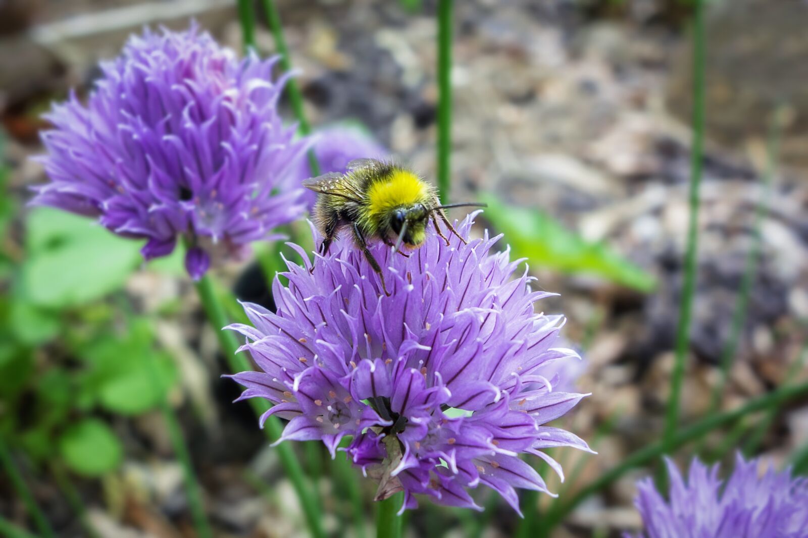Sony Cyber-shot DSC-RX100 sample photo. Bourdon, flower, garden photography
