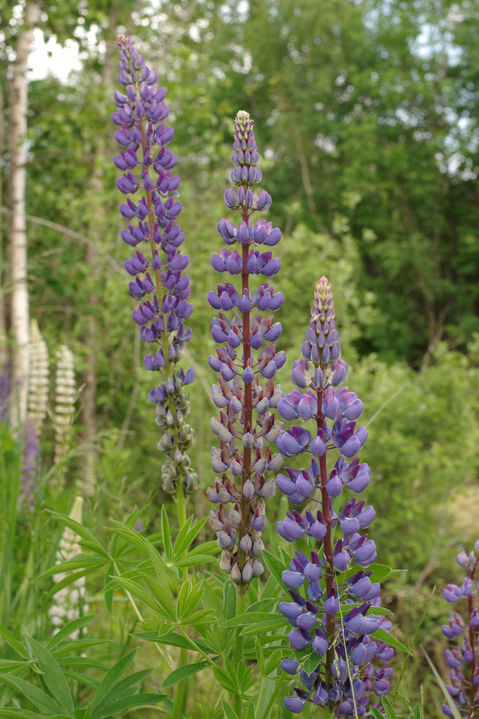 Pentax K-70 sample photo. Nature, flower, blue photography