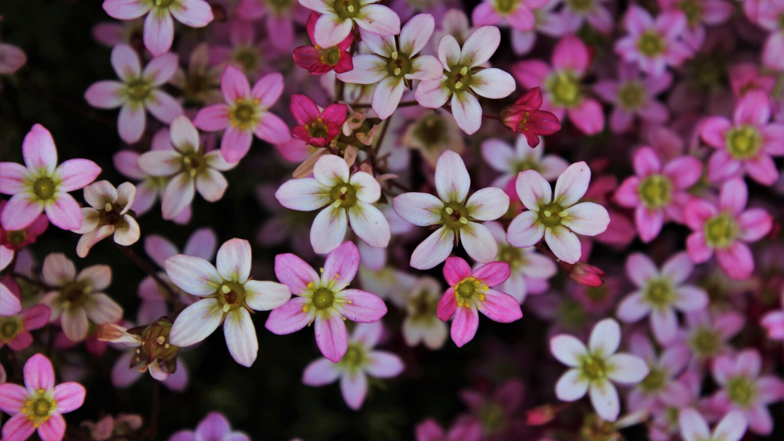 Canon EOS 80D sample photo. Delicate, pink, the petals photography