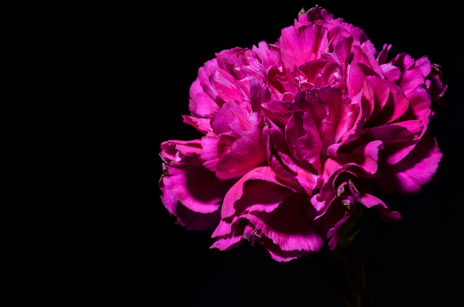 Nikon D5100 sample photo. Flower, beauty, nature photography
