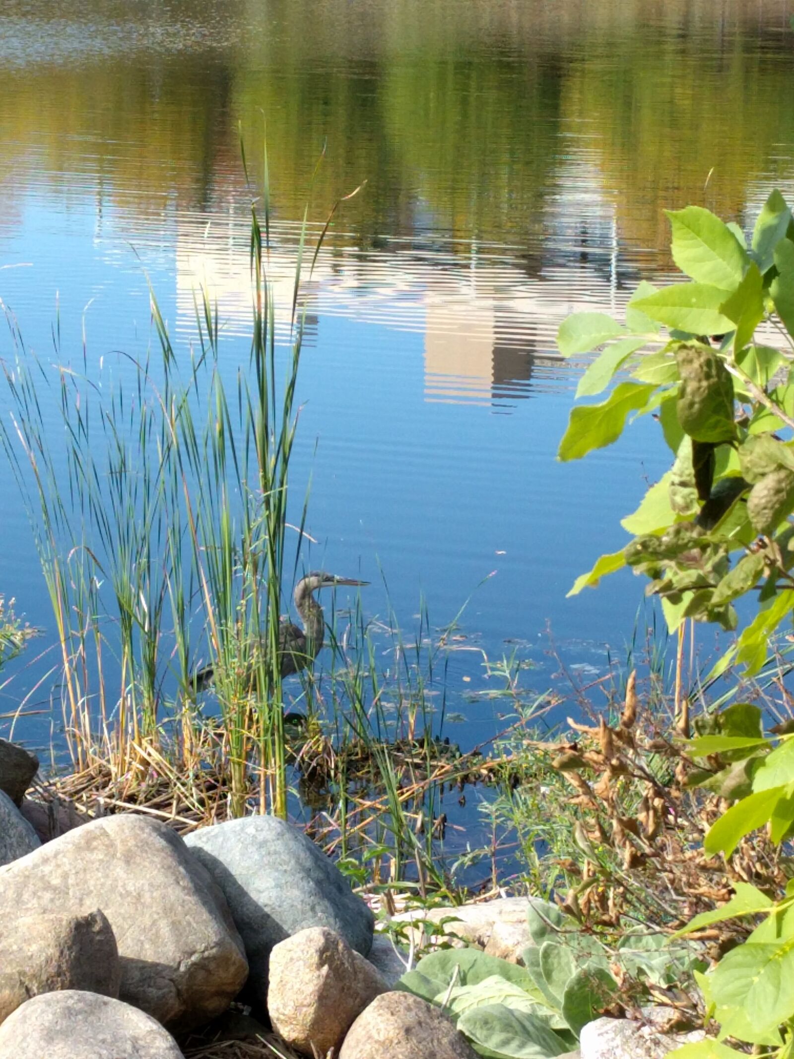 LG Nexus 5X sample photo. Bird, crane, lake photography