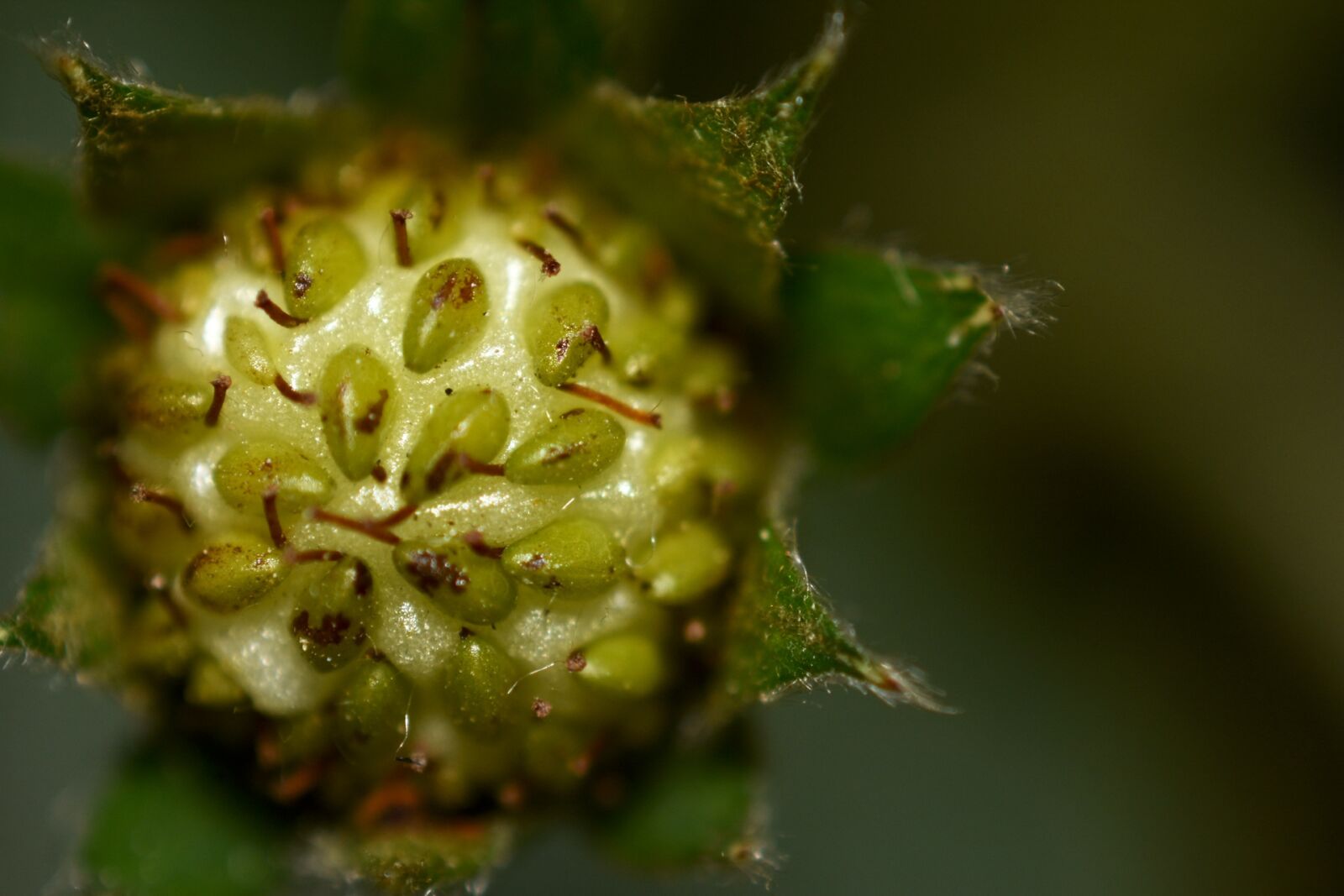Nikon D7200 sample photo. Nature, fruit, flora photography