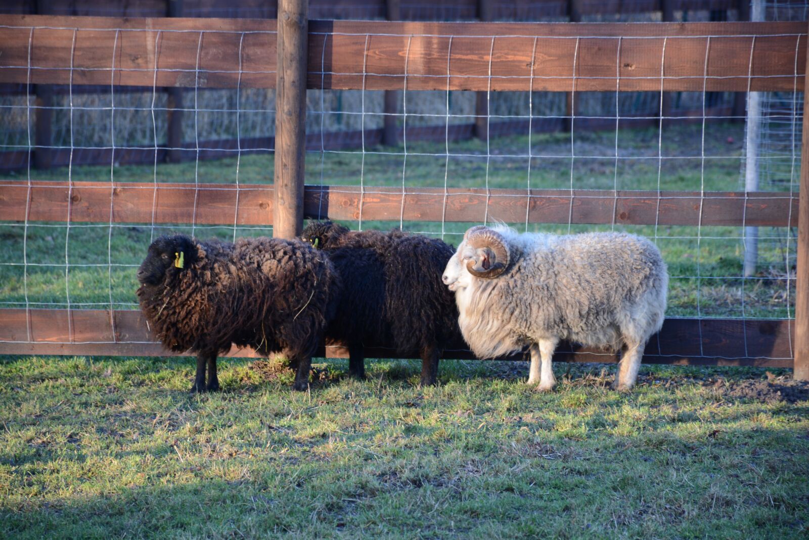 Nikon D7100 sample photo. Lamb, aries, mammal photography