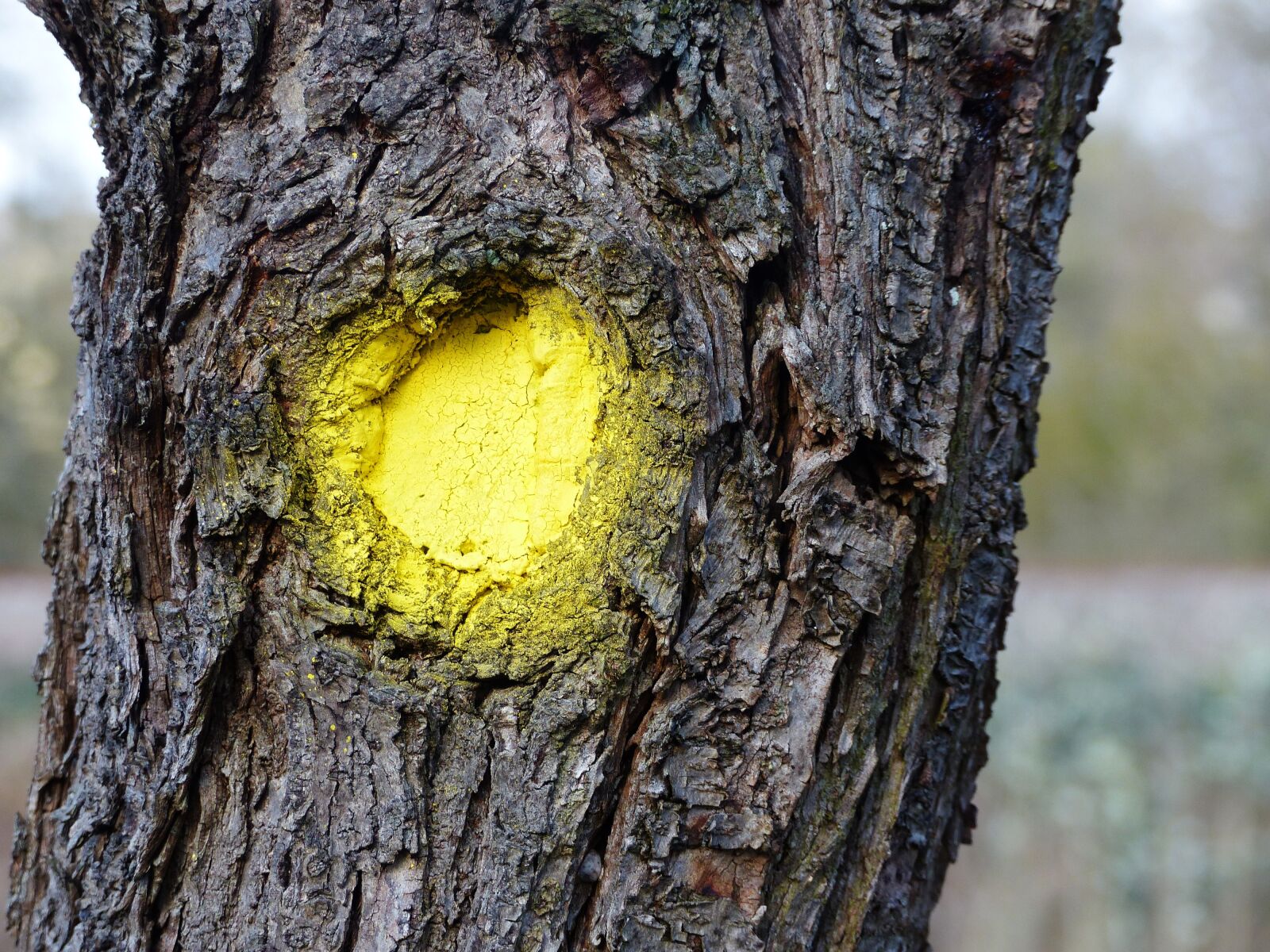 Panasonic Lumix DMC-FZ200 sample photo. Log, bark, yellow dot photography