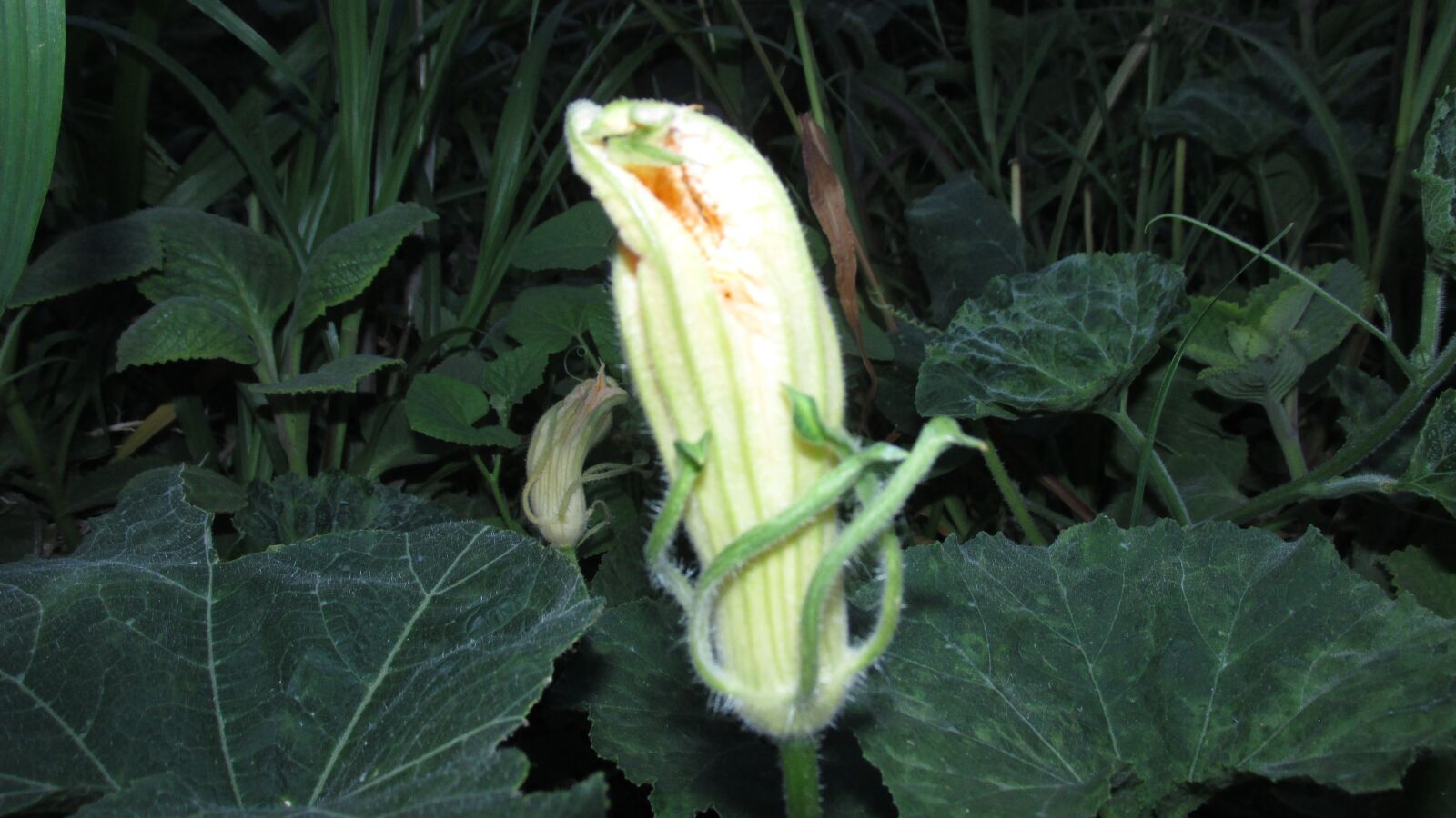 Canon PowerShot SX160 IS sample photo. Flower, squash, night photography