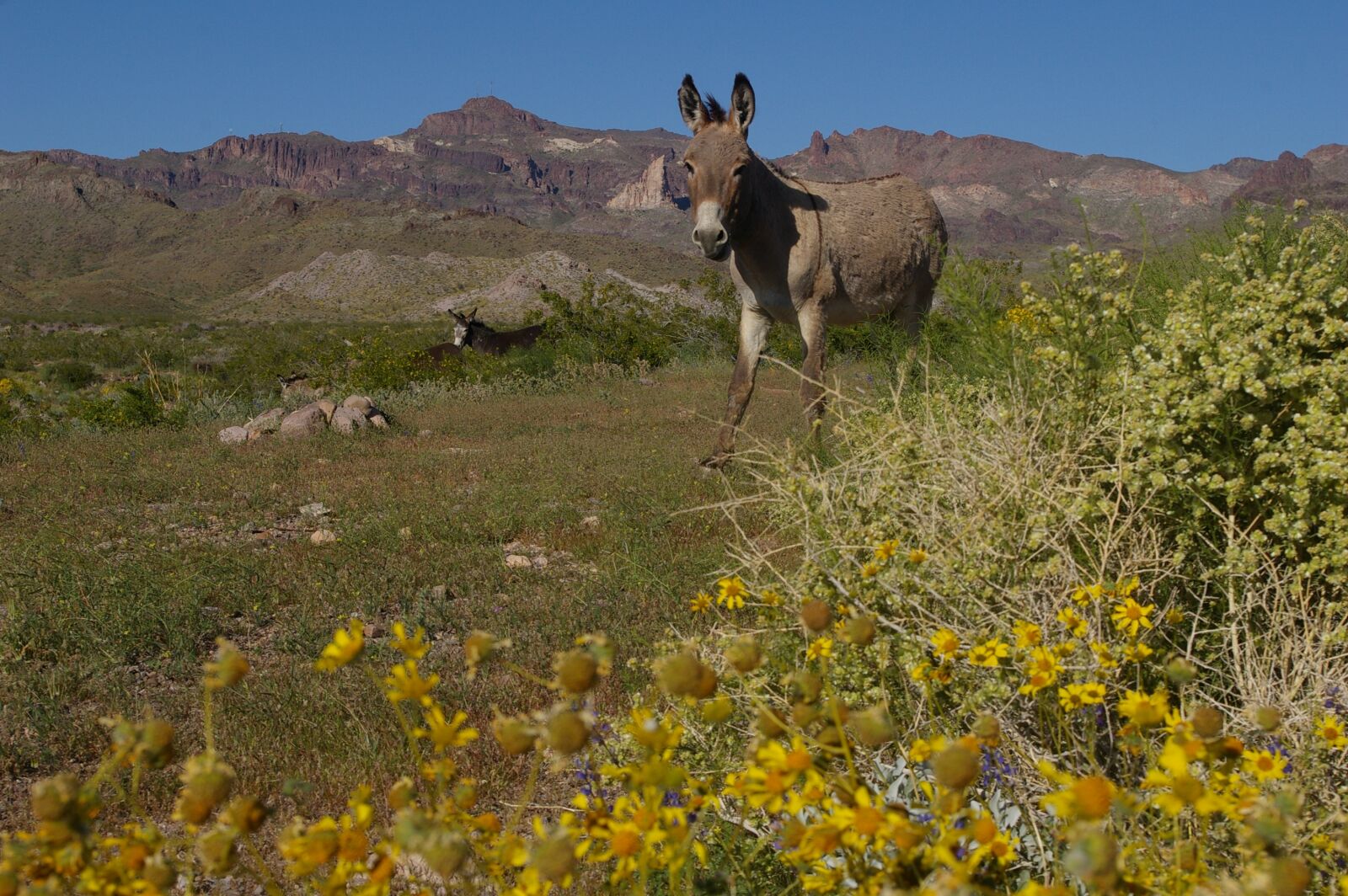 Pentax K100D Super sample photo. Donkey, burro, wild donkey photography