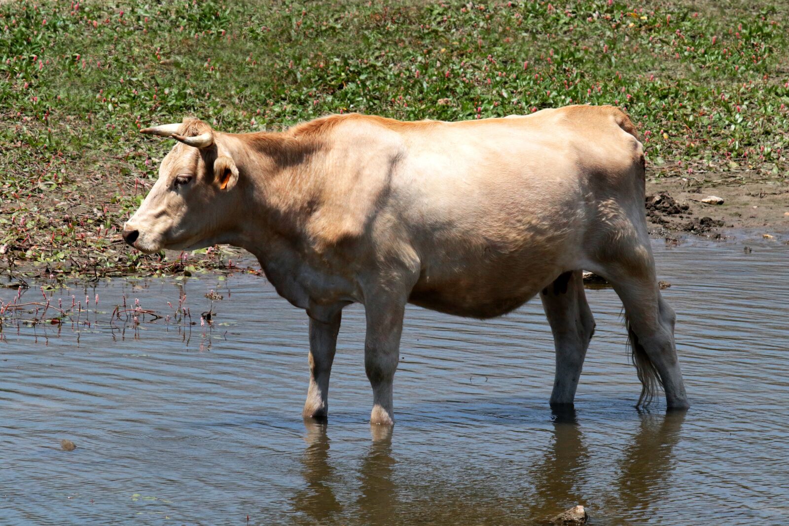 Canon EOS 7D Mark II sample photo. Manzanares spain, cow, river photography