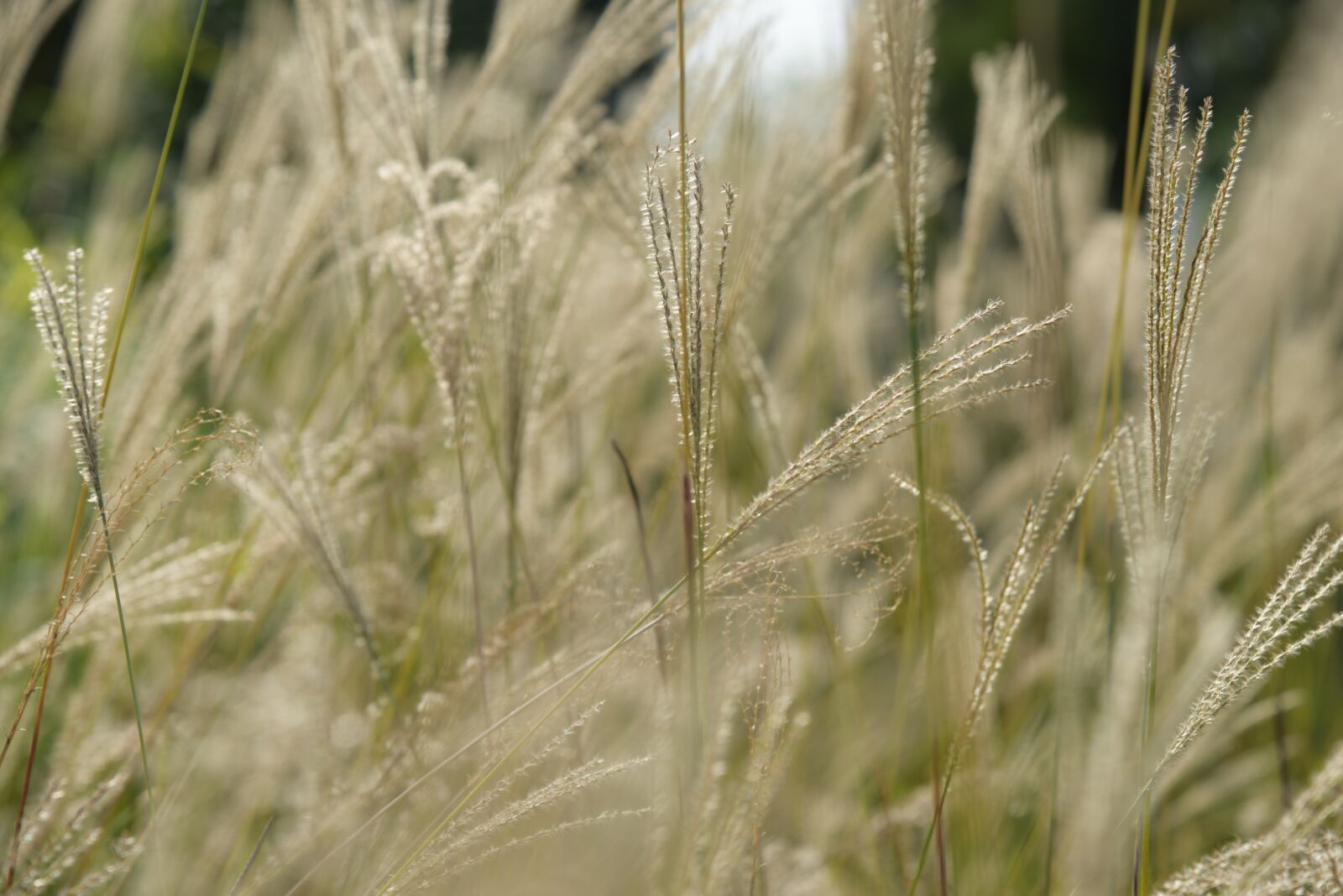 Nikon D810 sample photo. Plant, outdoor, background photography