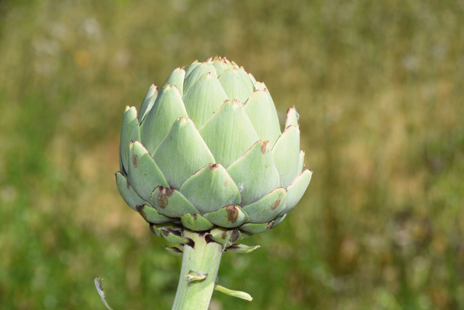 Nikon D5600 sample photo. Artichoke, plant, plant photography