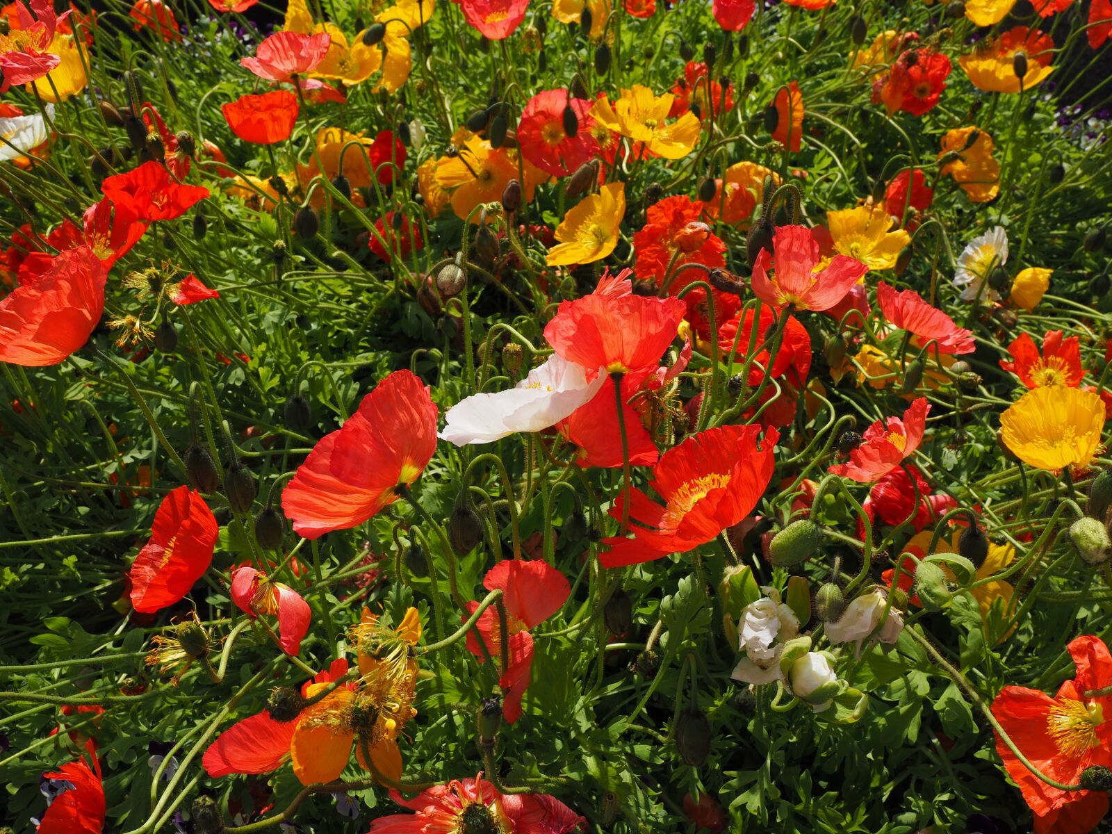 Olympus OM-D E-M1 + Olympus M.Zuiko Digital ED 12-40mm F2.8 Pro sample photo. Iceland poppy, poppies, poppy photography