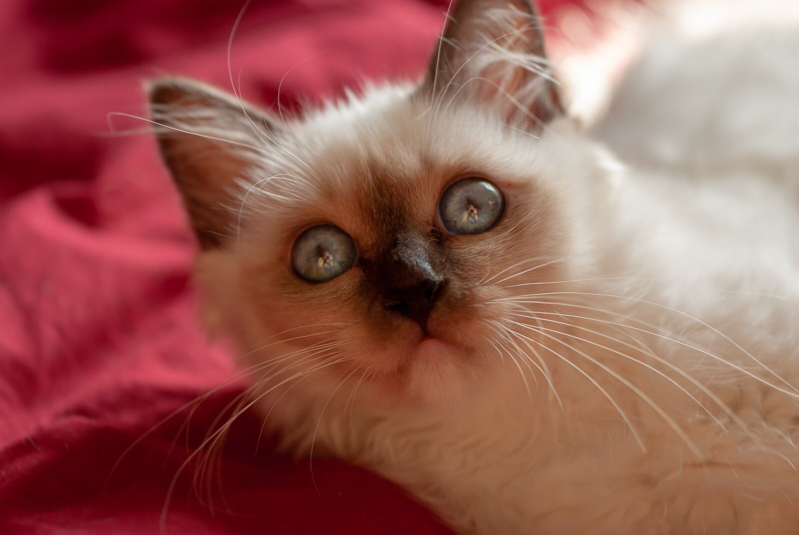 Nikon D80 sample photo. Cat, sacred, burma photography