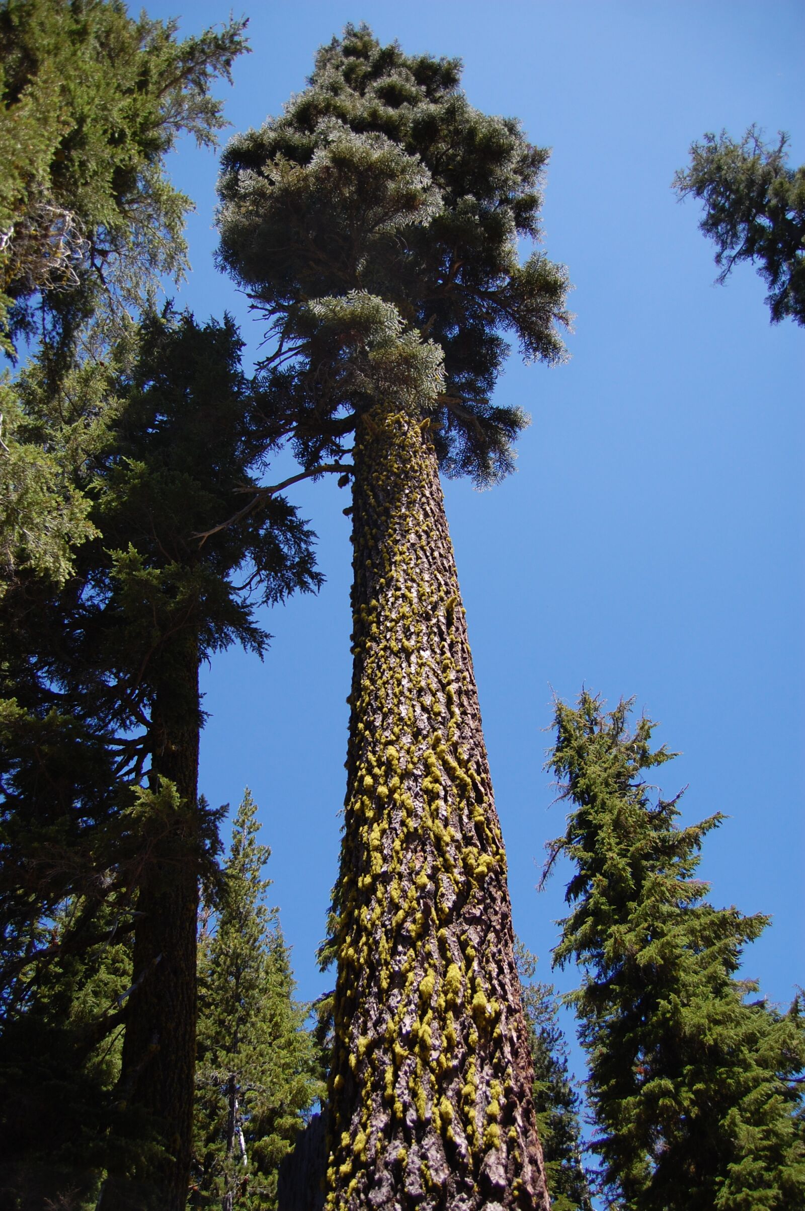 Nikon D40 sample photo. High, pine, slender photography