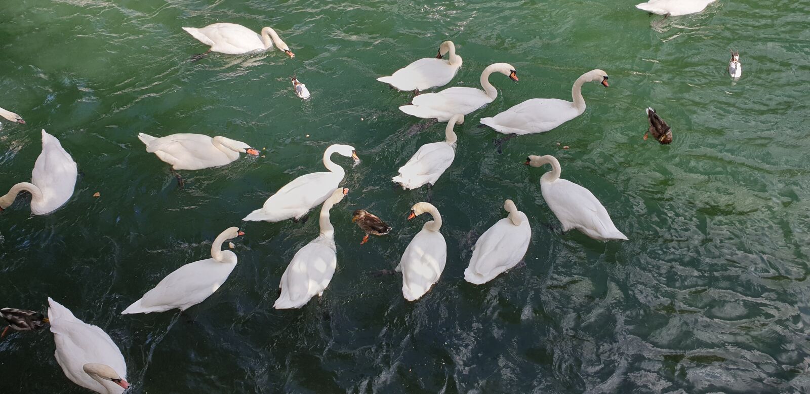 Samsung Galaxy S9 sample photo. Animals, swans, swan photography