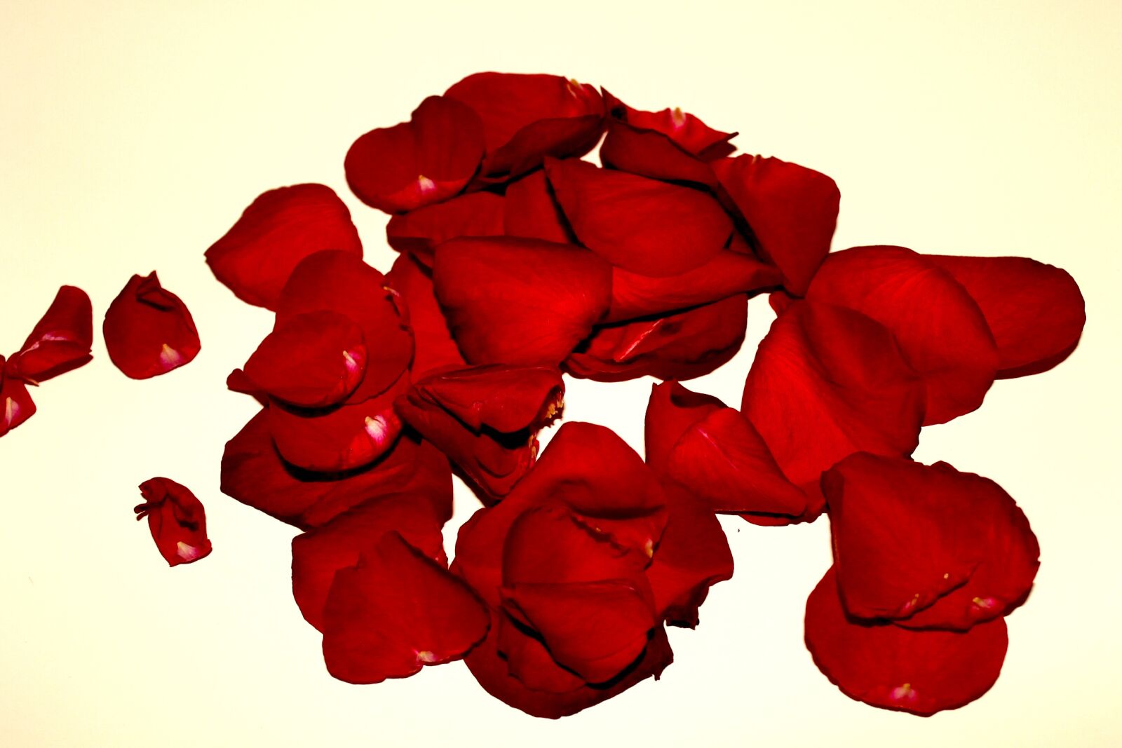 Canon EOS 1100D (EOS Rebel T3 / EOS Kiss X50) sample photo. Rose petals, roses, withered photography