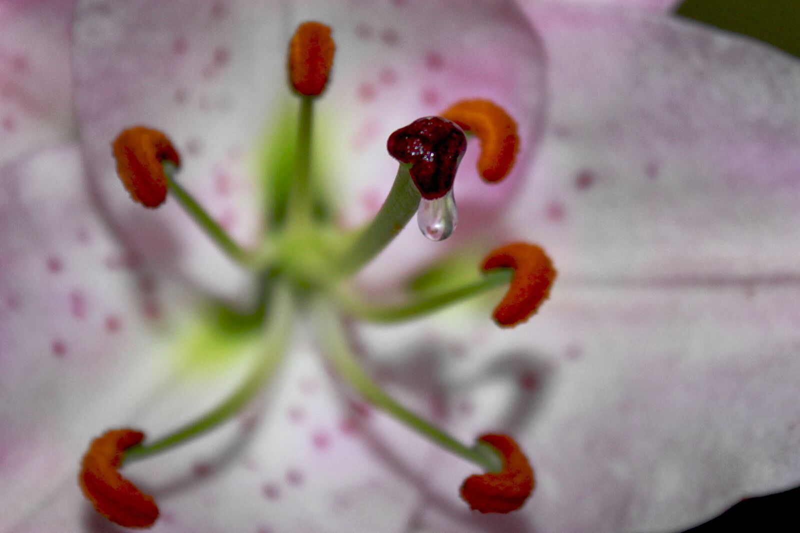 Canon EOS 600D (Rebel EOS T3i / EOS Kiss X5) sample photo. Lily, pistil, pollen photography