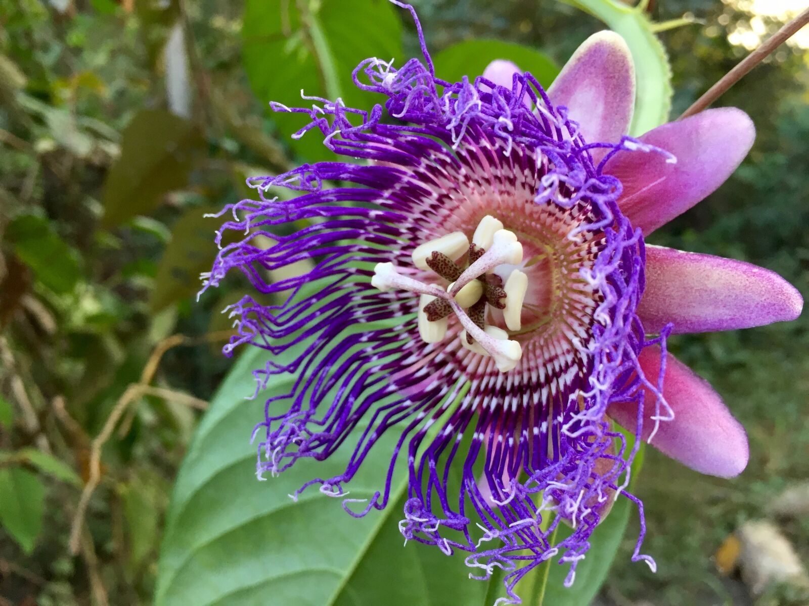 Apple iPhone 6 sample photo. Passiflora, passion flower, flower photography