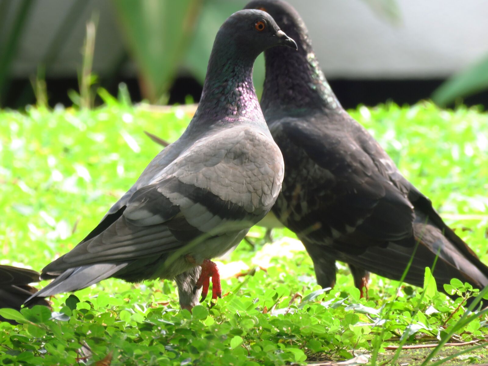 Canon PowerShot SX60 HS sample photo. Dove, pigeon, love birds photography
