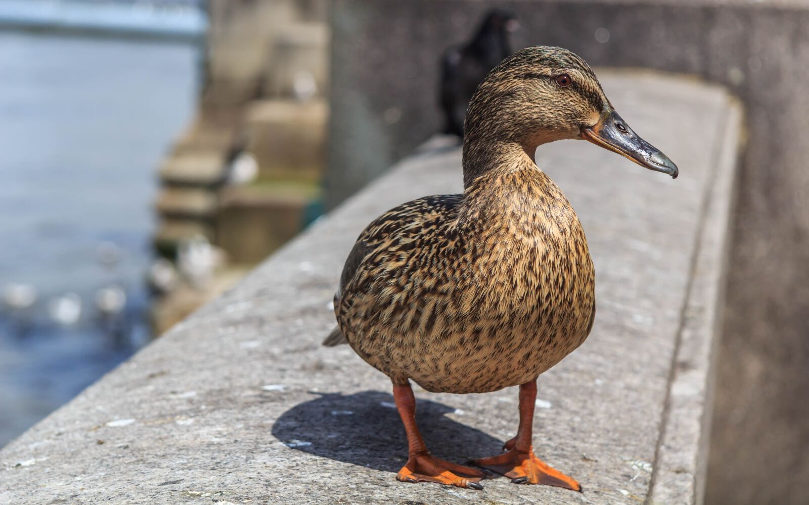 Canon EF-S 17-85mm F4-5.6 IS USM sample photo. Mallard duck female, london photography