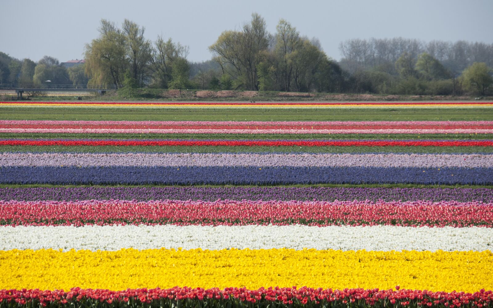 Nikon D300S sample photo. Tulips, spring, april photography