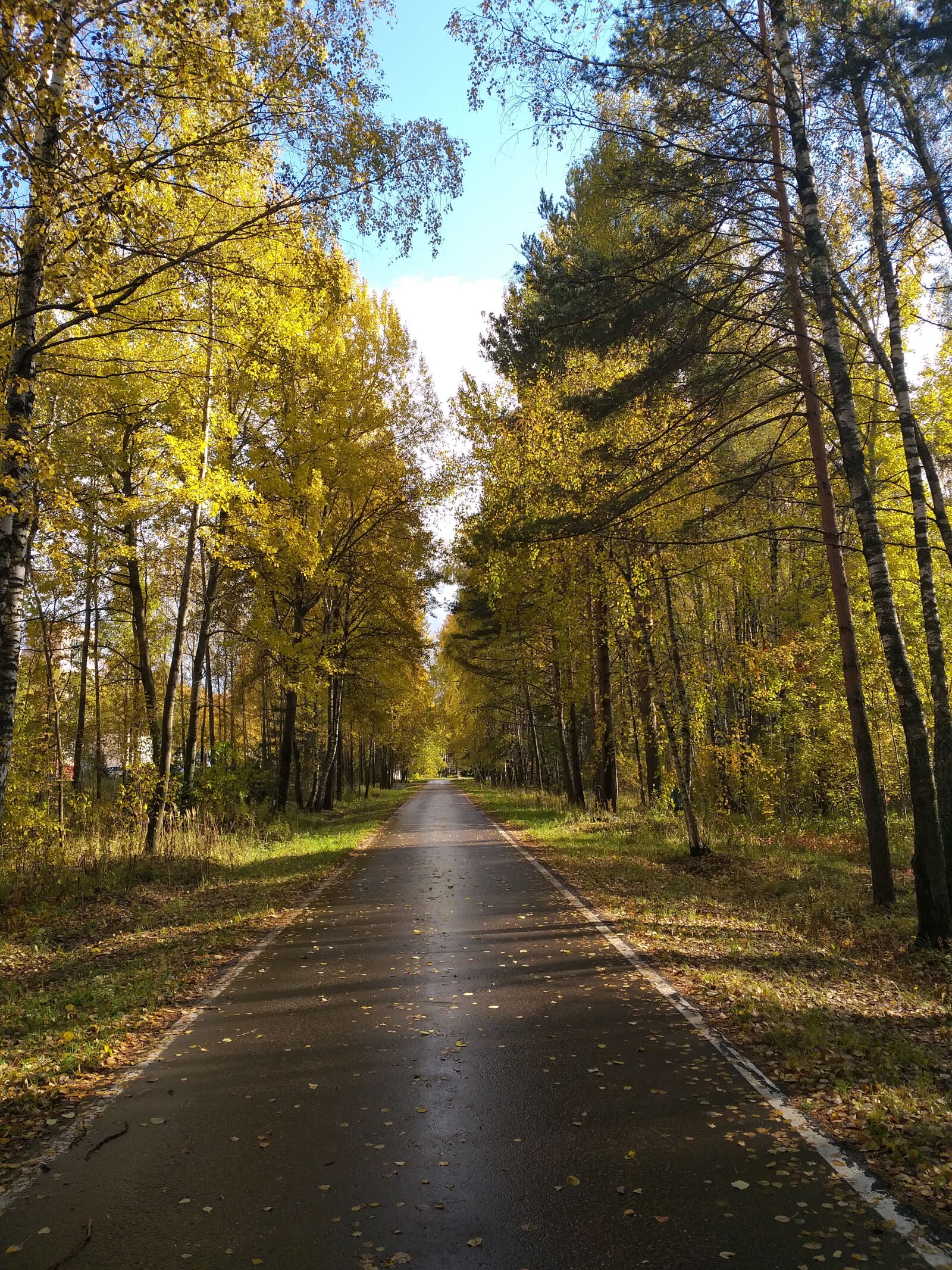 Samsung Galaxy A6+ sample photo. Autumn, road, trees photography