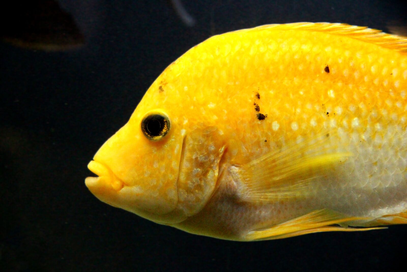 Canon EOS 650D (EOS Rebel T4i / EOS Kiss X6i) sample photo. Cichlasoma, fish, cichlid photography