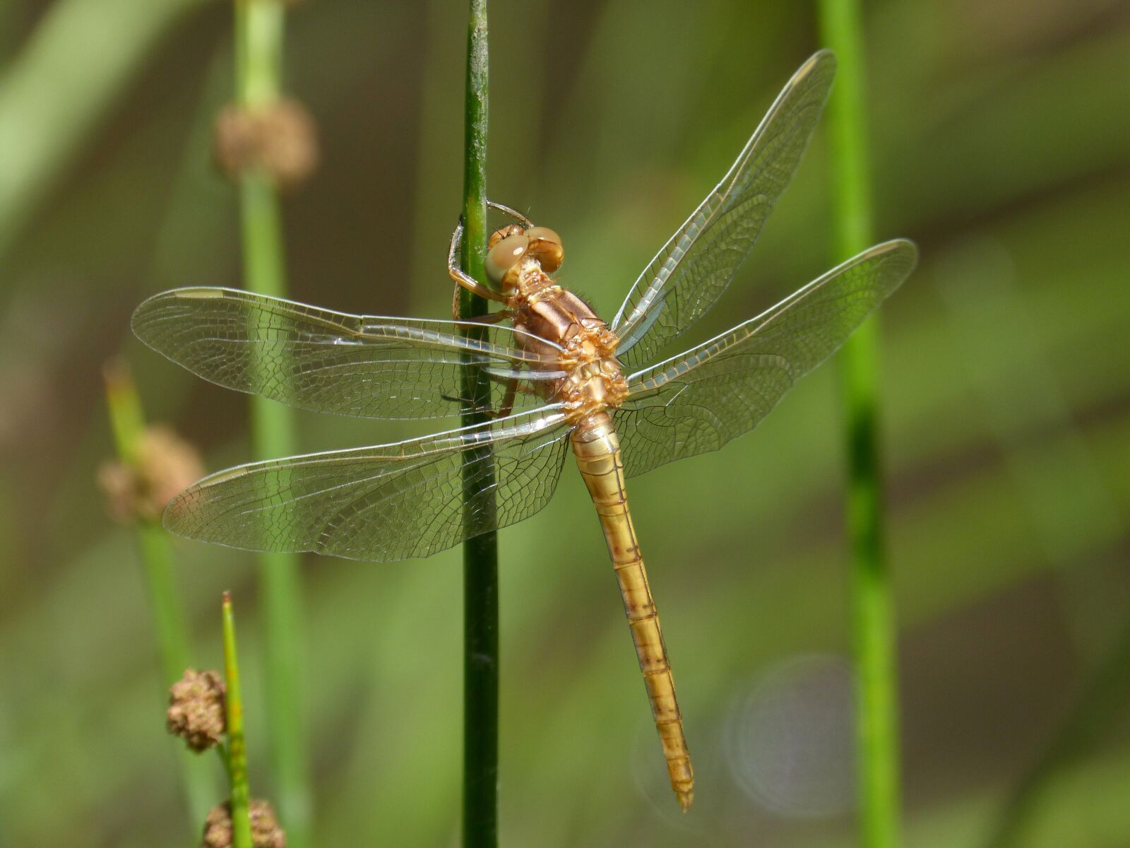 Panasonic DMC-FZ62 sample photo. Golden dragonfly, sympetrum meridionale photography