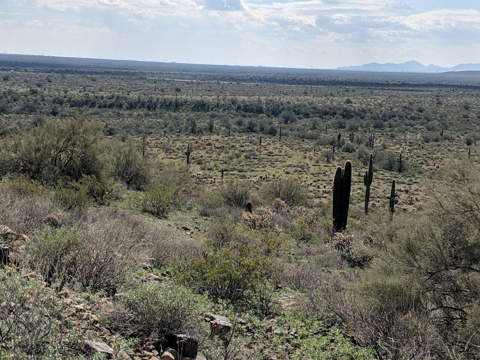 Google Pixel 2 sample photo. Arizona, desert, phoenix photography