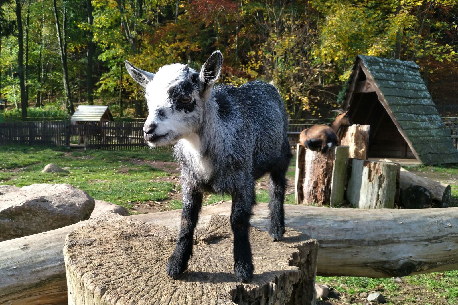 nubia Z11 MINI sample photo. Goat, geising, wildlife park photography
