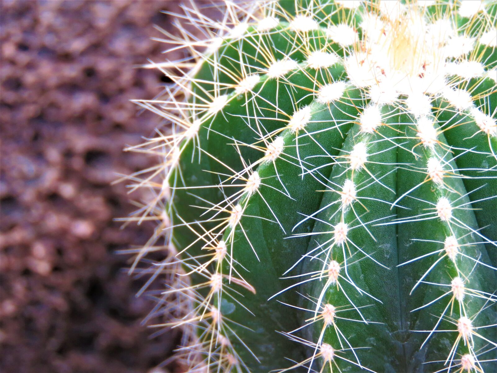 Canon PowerShot SX60 HS sample photo. Cactus, spine, succulent photography