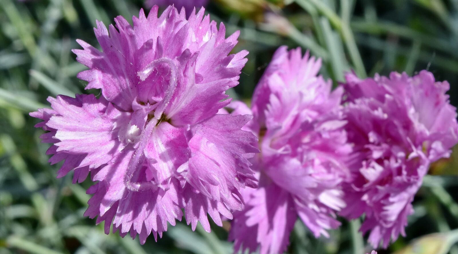 Nikon D5500 sample photo. Carnation, spring time, bloom photography