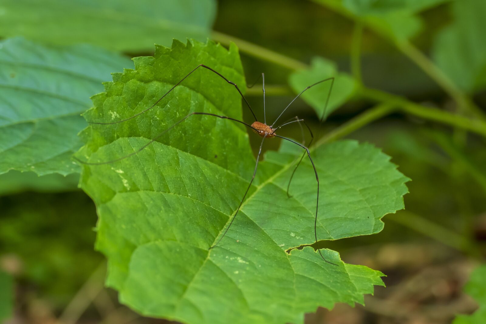 Panasonic Lumix DMC-FZ1000 sample photo. Harvestman, arachnid, insect photography