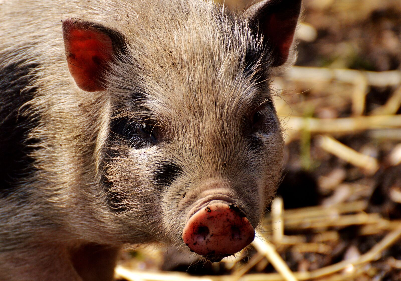 Nikon D3200 sample photo. Piglet, young animals, pig photography