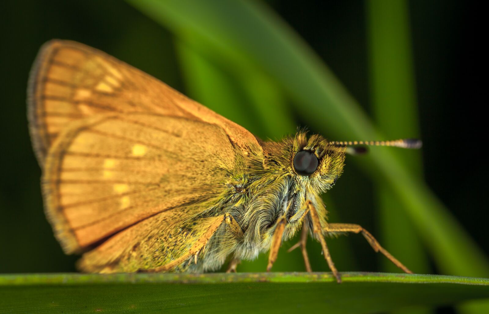 Canon EOS 5D Mark II + Canon MP-E 65mm F2.5 1-5x Macro Photo sample photo. Insect, butterfly, nature photography