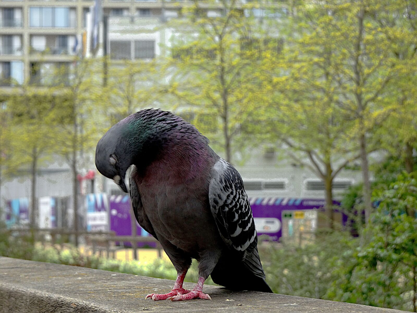 Sony Cyber-shot DSC-HX90V sample photo. Pigeon, birds, gray color photography