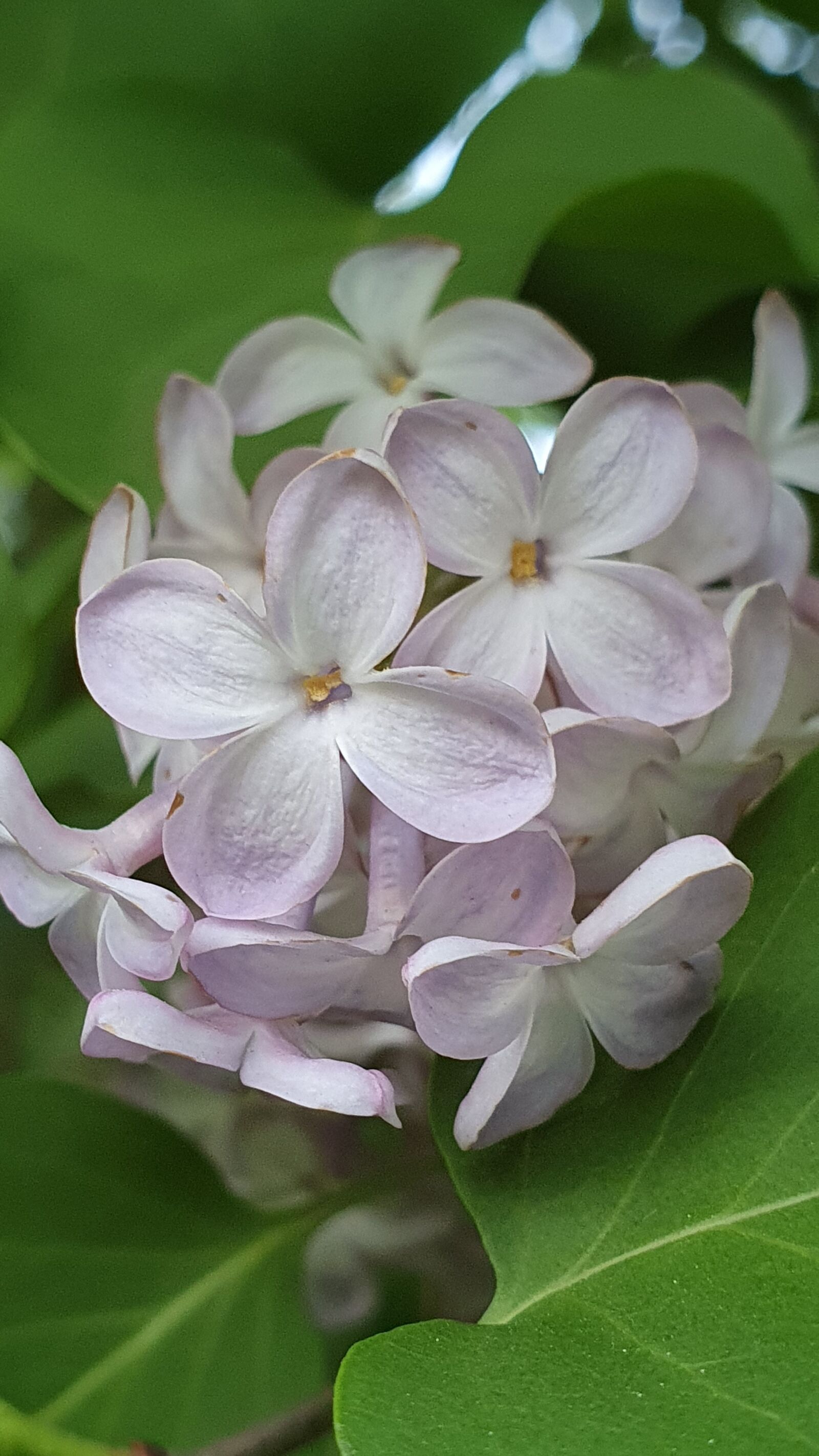Samsung Galaxy S10+ sample photo. Lilac, close up, white photography