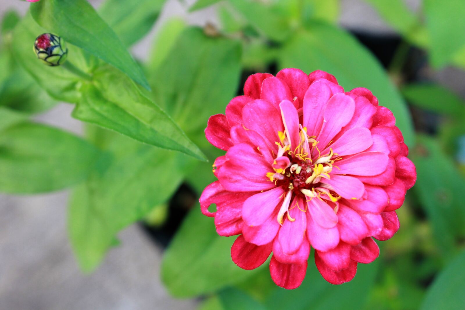 Canon EOS 1100D (EOS Rebel T3 / EOS Kiss X50) sample photo. Zinnia, flower, pink photography
