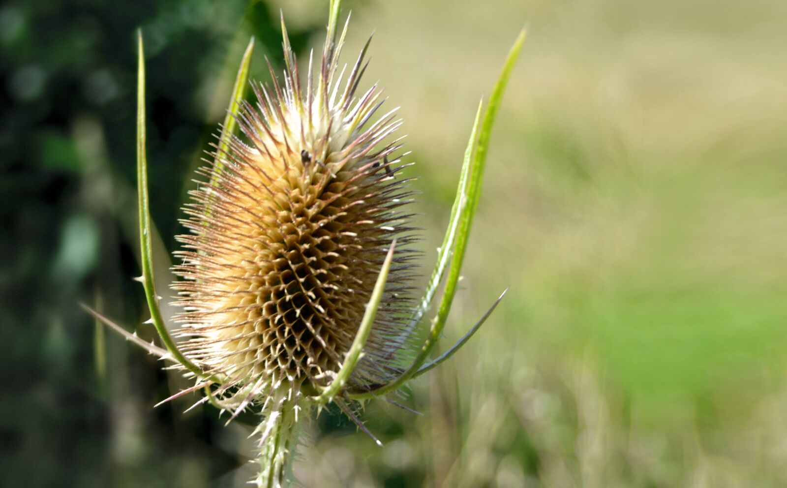 Nikon D3200 sample photo. Thistle, dry, head photography